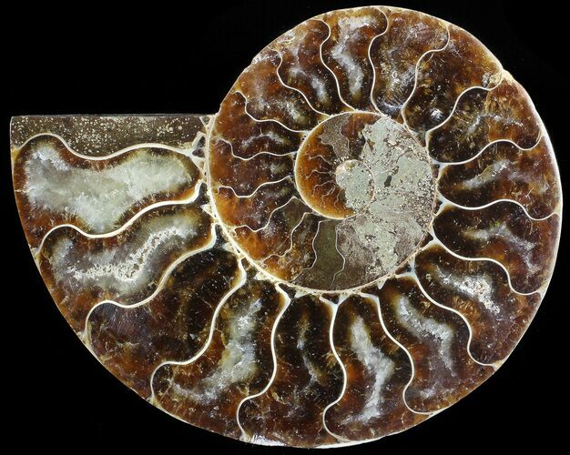 Agatized Ammonite Fossil (Half) #68824
